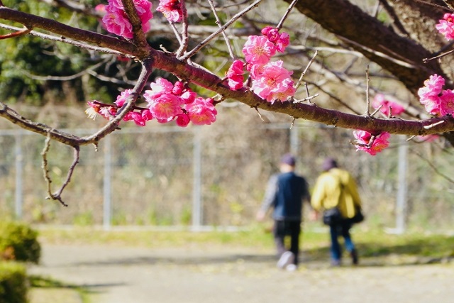 相続対策　認知症